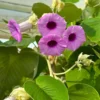 Buy Elephant Creeper, “Argyreia Nervosa” – Plant from Nursery Nisarga