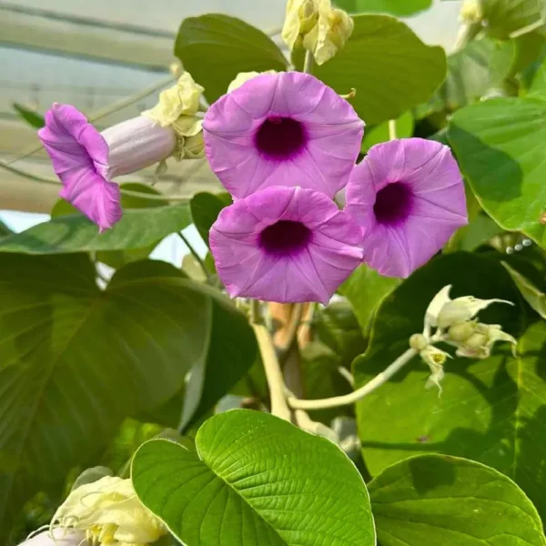 Buy Elephant Creeper, “Argyreia Nervosa” – Plant from Nursery Nisarga