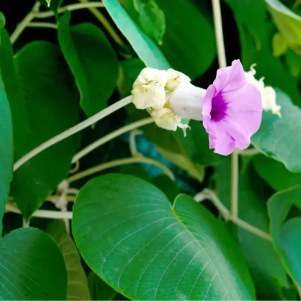 Buy Elephant Creeper, “Argyreia Nervosa” – Plant from Nursery Nisarga