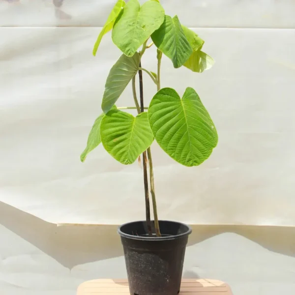 Buy Elephant Creeper, “Argyreia Nervosa” – Plant from Nursery Nisarga
