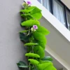 Buy Elephant Creeper, “Argyreia Nervosa” – Plant from Nursery Nisarga