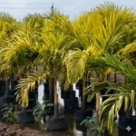Buy Golden Veitchia Merreilii Palm, Golden Christmas Palm Online at Nursery Nisarga