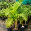Buy Golden Veitchia Merreilii Palm, Golden Christmas Palm Online at Nursery Nisarga