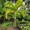 Buy Golden Veitchia Merreilii Palm, Golden Christmas Palm Online at Nursery Nisarga