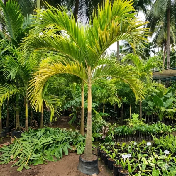 Buy Golden Veitchia Merreilii Palm, Golden Christmas Palm Online at Nursery Nisarga
