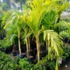 Buy Golden Veitchia Merreilii Palm, Golden Christmas Palm Online at Nursery Nisarga