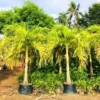 Buy Golden Veitchia Merreilii Palm, Golden Christmas Palm Online at Nursery Nisarga