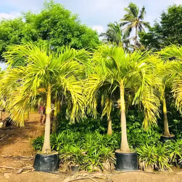Buy Golden Veitchia Merreilii Palm, Golden Christmas Palm Online at Nursery Nisarga