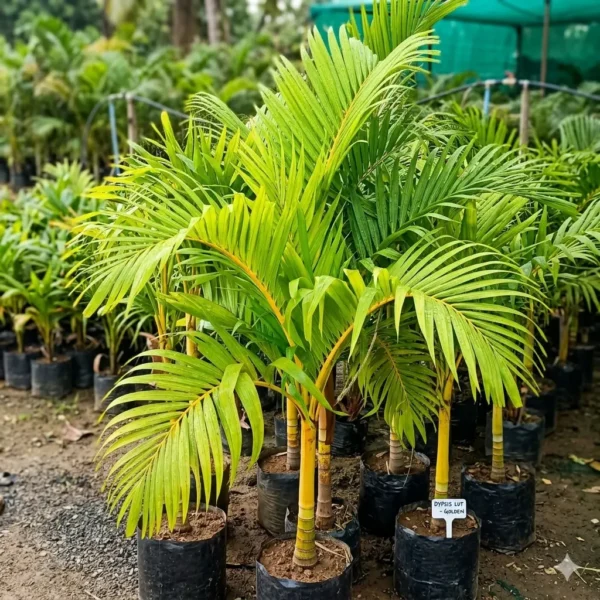 Buy Golden Veitchia Merreilii Palm, Golden Christmas Palm Online at Nursery Nisarga