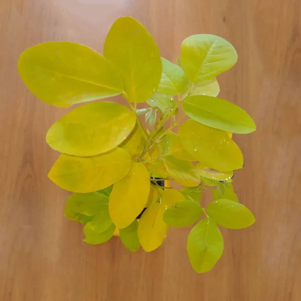 Buy Desmodium, Golden Legume Plant Online - Nursery Nisarga