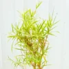 Buy Variegated Thin Leaf Bamboo online at Nursery Nisarga