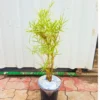 Buy Variegated Thin Leaf Bamboo online at Nursery Nisarga