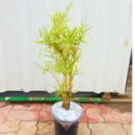 Buy Variegated Thin Leaf Bamboo online at Nursery Nisarga