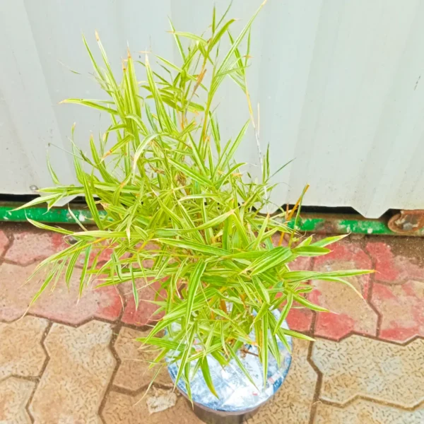 Buy Variegated Thin Leaf Bamboo online at Nursery Nisarga