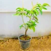 Buy Thai Grafted Dwarf Banana Mango online at Nursery Nisarga