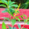 Buy Thai Grafted Dwarf Banana Mango online at Nursery Nisarga