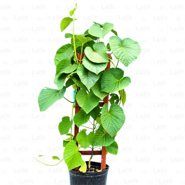Buy Argyreia Nervosa, Elephant Creeper Plant from Nursery Nisarga