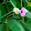 Buy Argyreia Nervosa, Elephant Creeper Plant from Nursery Nisarga