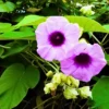 Buy Argyreia Nervosa, Elephant Creeper Plant from Nursery Nisarga