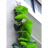 Buy Argyreia Nervosa, Elephant Creeper Plant from Nursery Nisarga