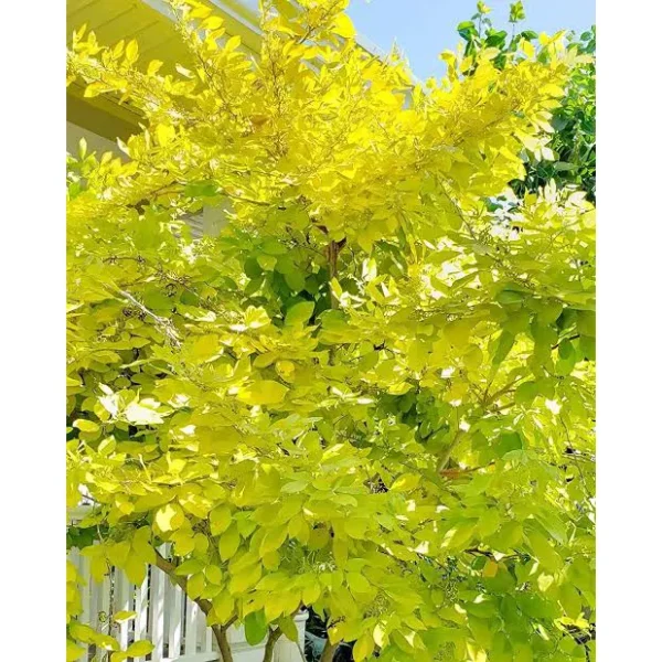 Buy Desmodium, Golden Legume Plant Online - Nursery Nisarga