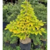 Buy Desmodium, Golden Legume Plant Online - Nursery Nisarga