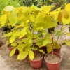 Buy Desmodium, Golden Legume Plant Online - Nursery Nisarga