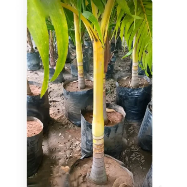 Buy Golden Veitchia Merreilii Palm, Golden Christmas Palm Online at Nursery Nisarga