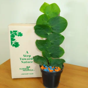 Buy Rhaphidophora Hayi, Shingal Plant Online at Nursery Nisaraga