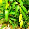 Buy Thai Grafted Dwarf Banana Mango online at Nursery Nisarga