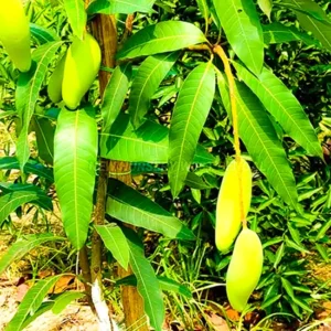 Buy Thai Grafted Dwarf Banana Mango online at Nursery Nisarga