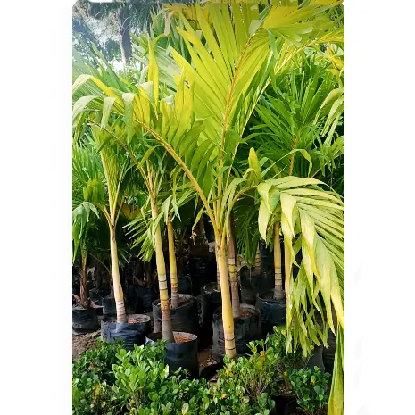 Buy Golden Veitchia Merreilii Palm, Golden Christmas Palm Online at Nursery Nisarga