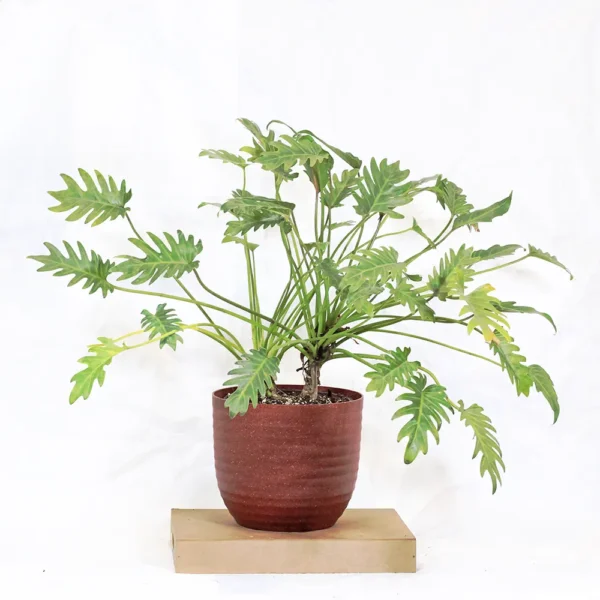 Buy Philodendron Green Xanadu From Nursery Nisarga