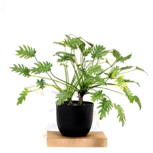 Buy Philodendron Green Xanadu From Nursery Nisarga