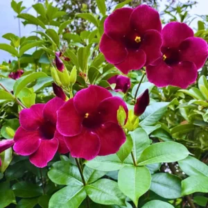 Buy Maroon Allamanda Cathartica online at Nursery Nisarga.