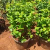 Buy Maroon Allamanda Cathartica online at Nursery Nisarga.