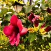 Buy Maroon Allamanda Cathartica online at Nursery Nisarga.