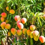 Buy Miyazaki Mango plant Online at Nursery Nisarga