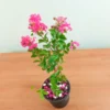 Buy Dwarf Crape Myrtle  (Pink Lagerstroemia Indica) online at Nursery Nisarga