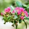 Buy Dwarf Crape Myrtle  (Pink Lagerstroemia Indica) online at Nursery Nisarga