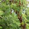 Buy Imli Tree | Tamarind "Tamarindus indica" - Plants online at Nursery Nisarga