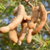 Buy Imli Tree | Tamarind "Tamarindus indica" - Plants online at Nursery Nisarga