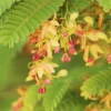 Buy Imli Tree | Tamarind "Tamarindus indica" - Plants online at Nursery Nisarga