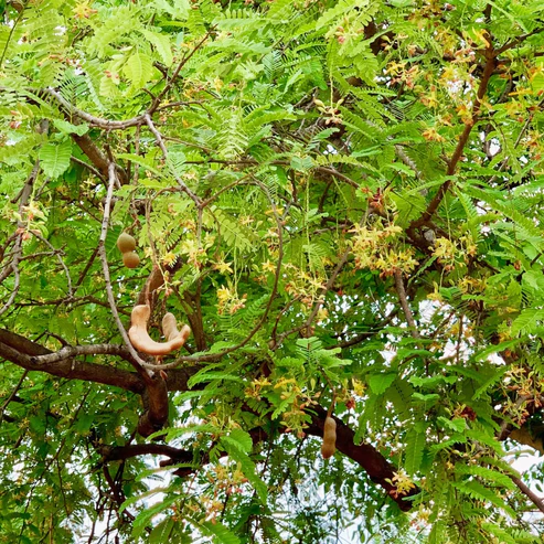 Buy Imli Tree | Tamarind "Tamarindus indica" - Plants online at Nursery Nisarga