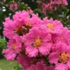 Buy Dwarf Crape Myrtle  (Pink Lagerstroemia Indica) online at Nursery Nisarga