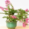 Buy Dwarf Crape Myrtle  (Pink Lagerstroemia Indica) online at Nursery Nisarga