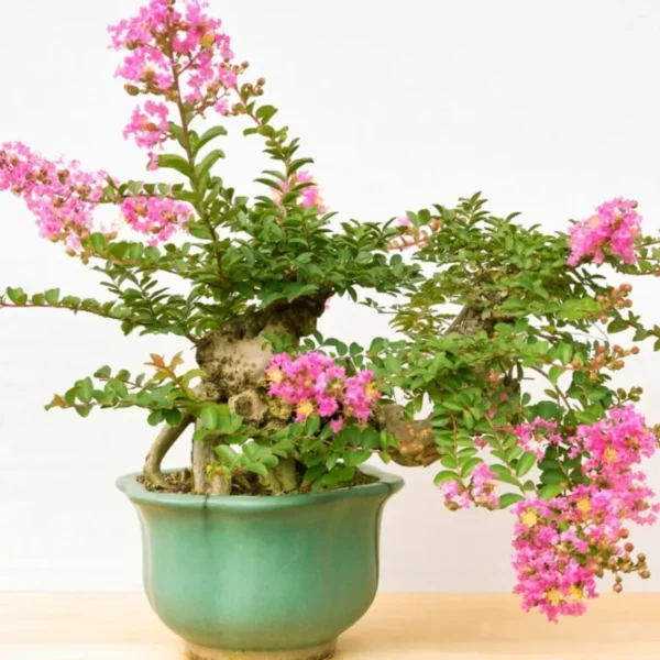 Buy Dwarf Crape Myrtle  (Pink Lagerstroemia Indica) online at Nursery Nisarga