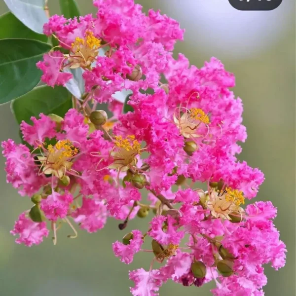 Buy Dwarf Crape Myrtle  (Pink Lagerstroemia Indica) online at Nursery Nisarga