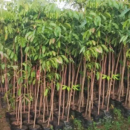 Buy African Mahogany Plant (Swietenia macrophylla) Online at Nursery Nisarga
