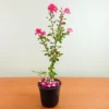 Buy Dwarf Crape Myrtle  (Pink Lagerstroemia Indica) online at Nursery Nisarga